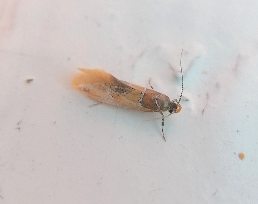 Promalactis venustella
