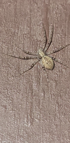 Turf Running Spider photo 3