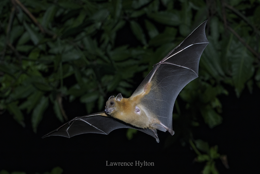 Greater Short-nosed Fruit Bat