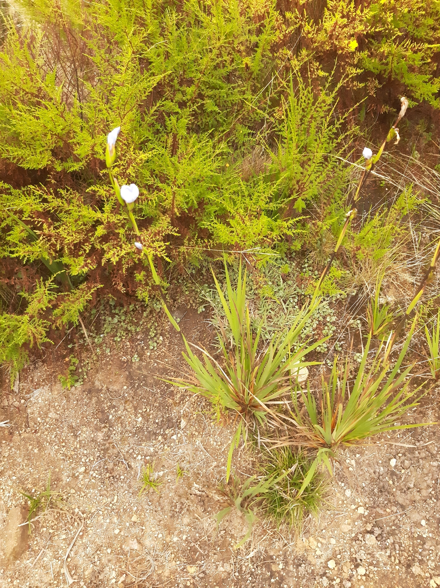 Orthrosanthus chimboracensis image