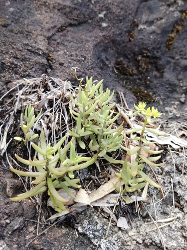 Sedum lineare iNat (2)