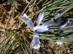 Iris tenuifolia
