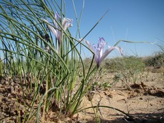 Iris tenuifolia