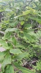 Ilex mucronata image