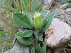 Tripodion tetraphyllum