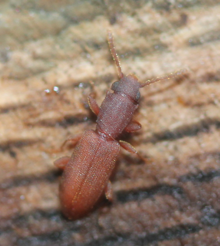 Silvanus muticus