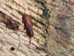 Silvanus muticus