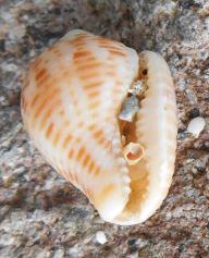 Columbella mercatoria