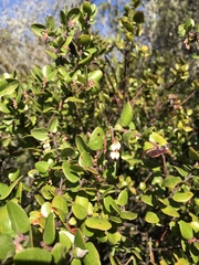 Arctostaphylos nummularia