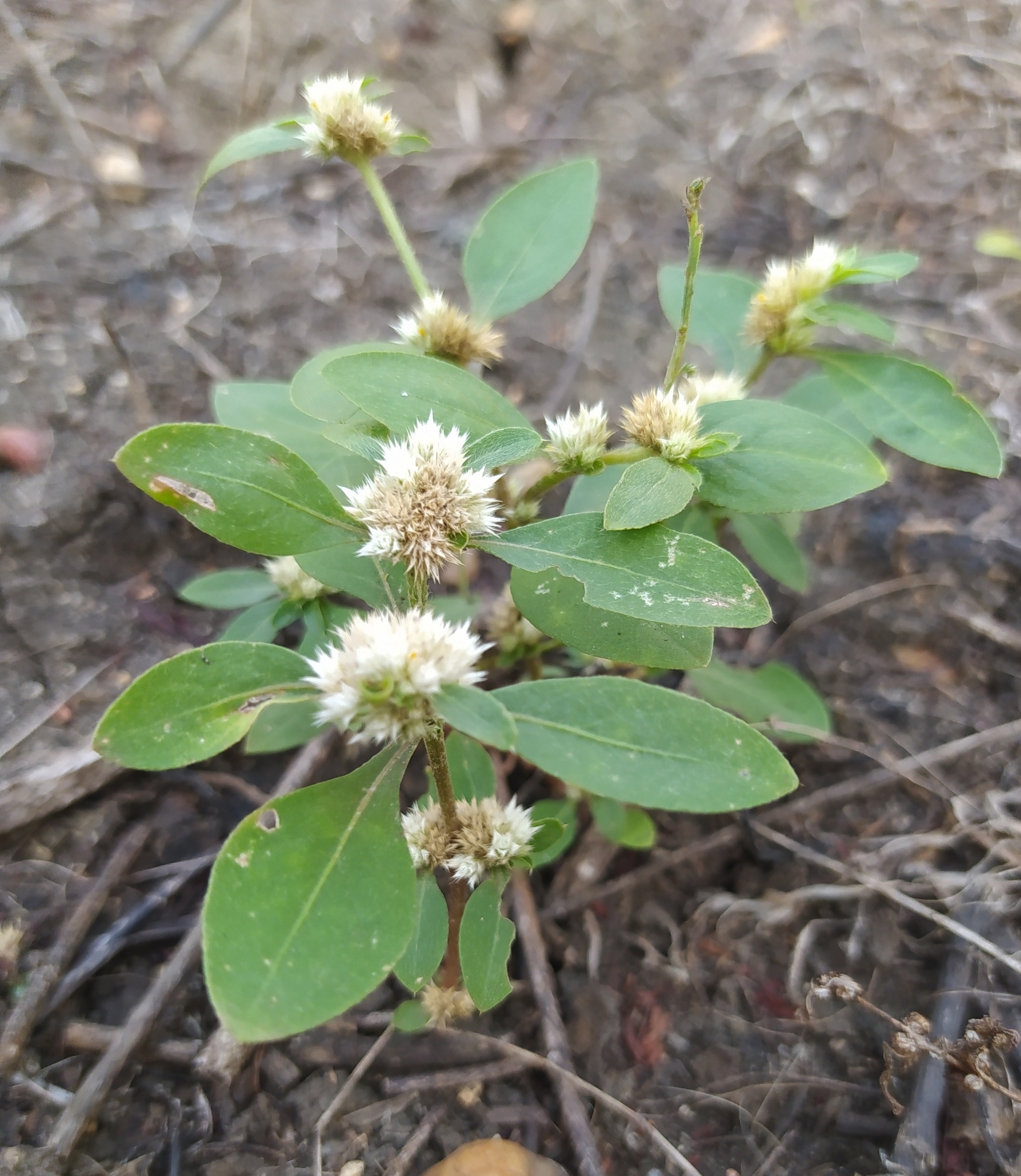 Alternanthera ficoidea