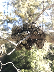 Cupressus pygmaea