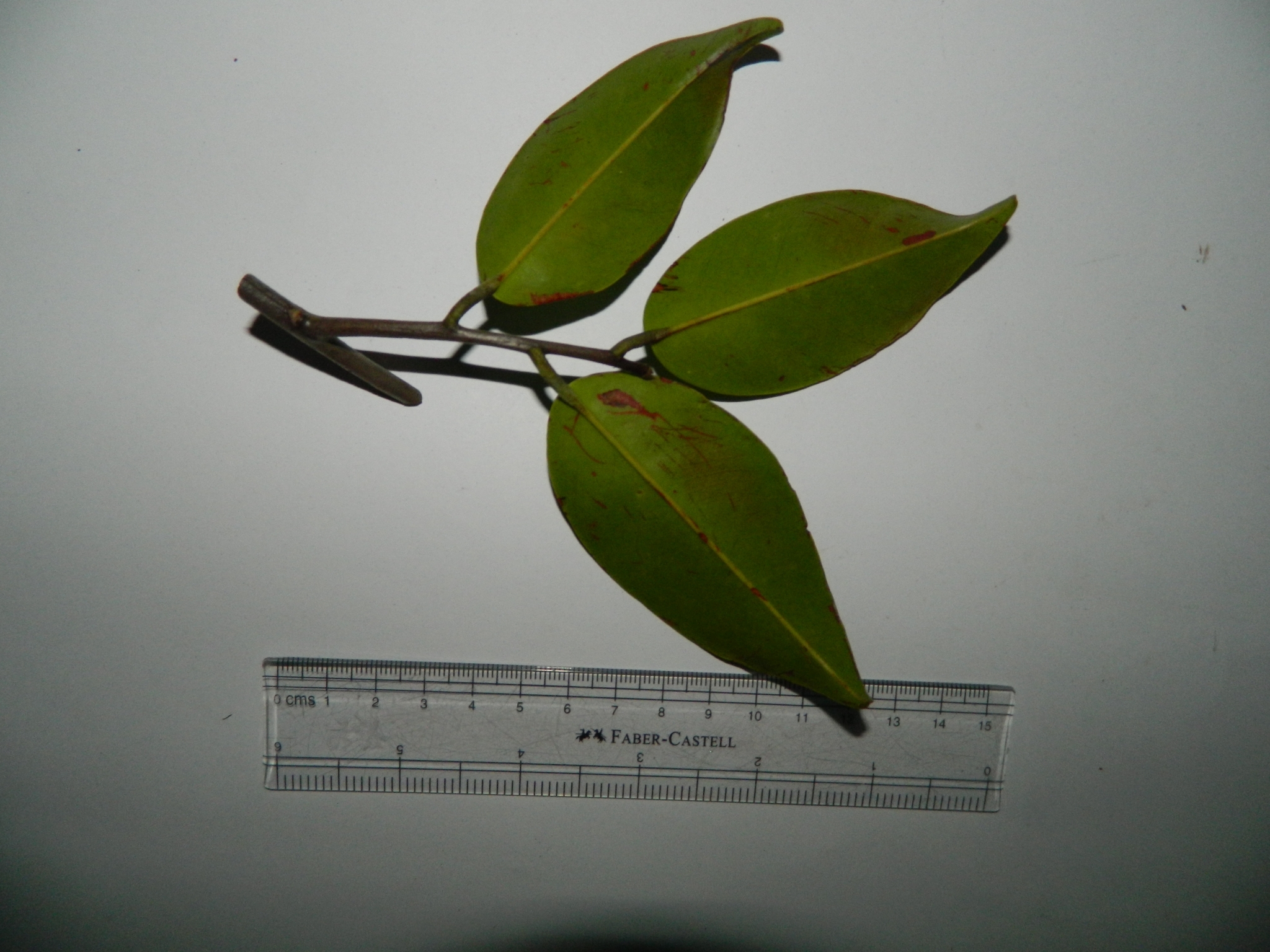 Gonystylus bancanus