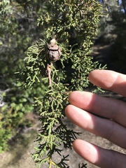 Cupressus pygmaea