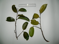 Gonystylus bancanus