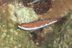 Thalassoma quinquevittatum