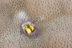 Paguritta corallicola