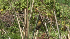 Chrysomus icterocephalus bogotensis