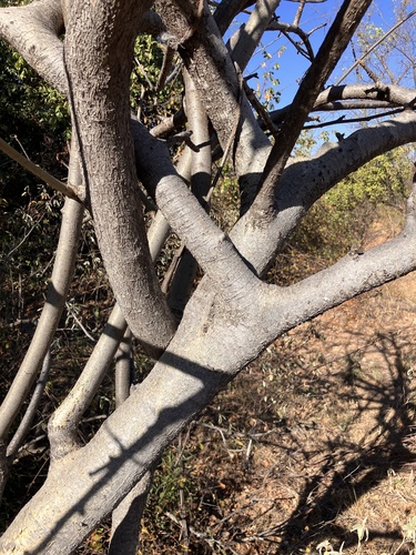 Commiphora edulis