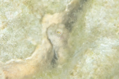 Salarias alboguttatus