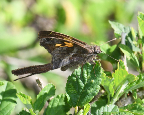 Silverbanded Skipper