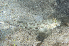 Gnatholepis anjerensis