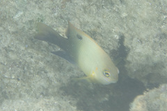 Chrysiptera unimaculata