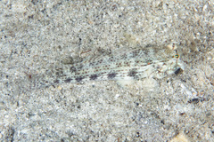 Gnatholepis anjerensis
