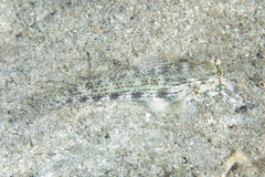 Gnatholepis anjerensis
