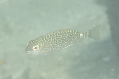 Siganus spinus