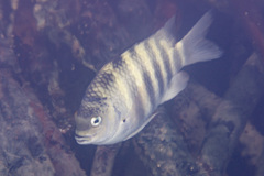 Abudefduf septemfasciatus