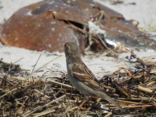 House Sparrow photographed in Massachusetts