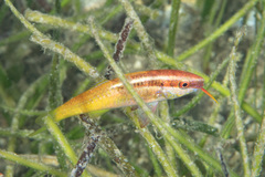 Parupeneus barberinoides
