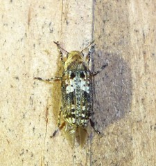 Euparius paganus