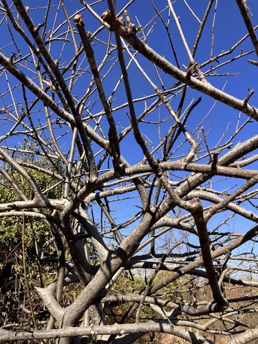 Commiphora edulis
