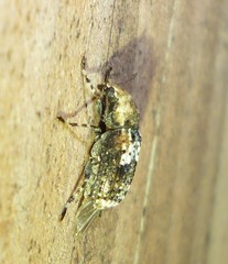 Euparius paganus