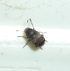 Eusphyrus walshi