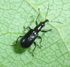 Eugnamptus angustatus