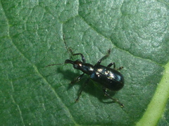 Eugnamptus angustatus