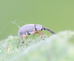 Rhopalapion longirostre