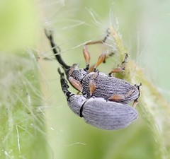 Rhopalapion longirostre