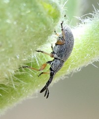 Rhopalapion longirostre