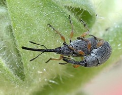 Rhopalapion longirostre