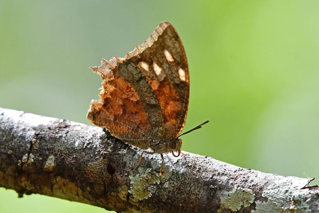 Hispaniolan Leafwing