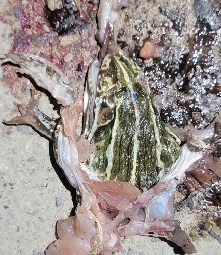 Black-spotted Frog
