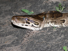 Python natalensis