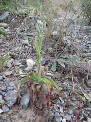 Anacamptis coriophora fragrans