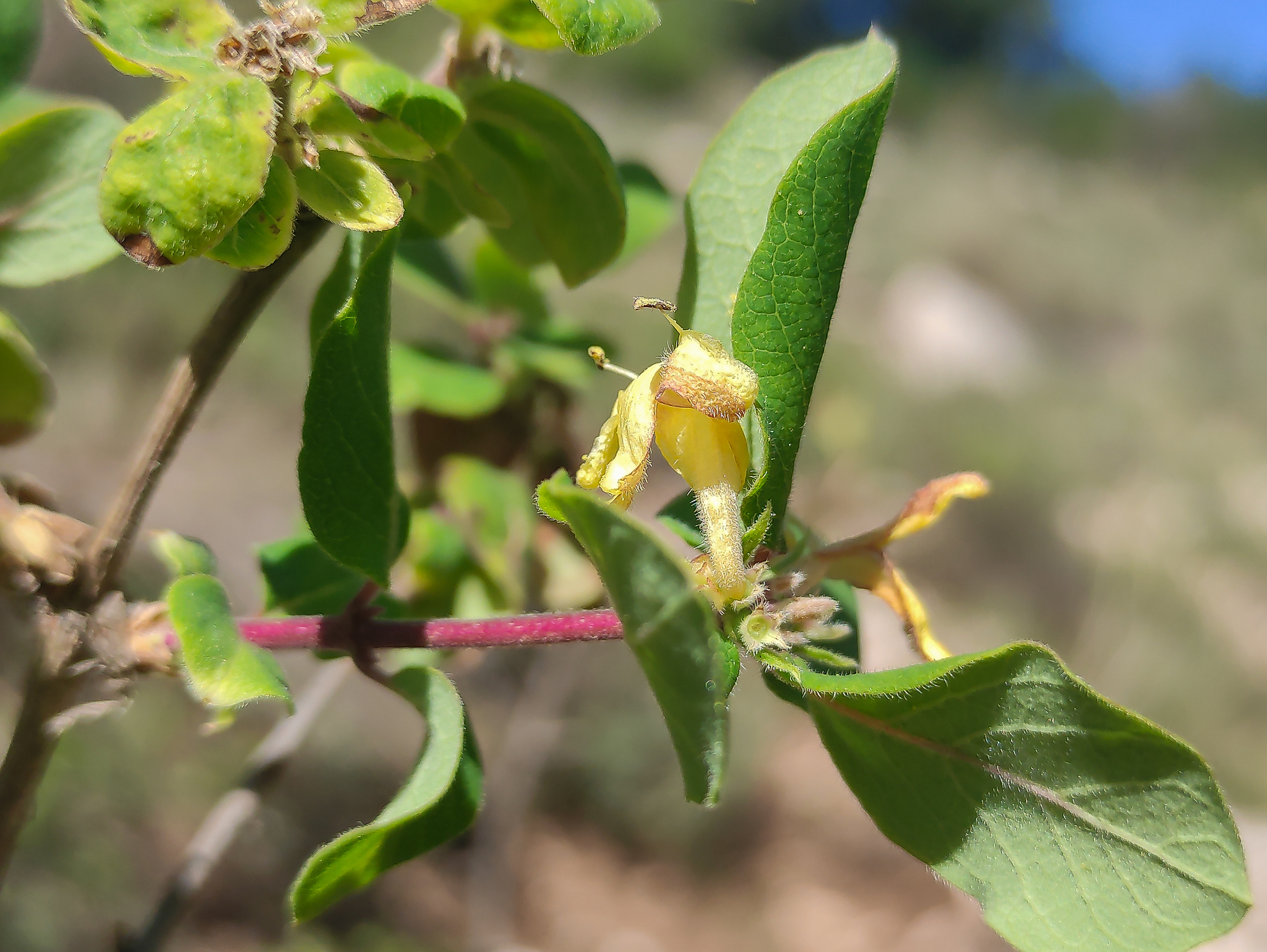 Lonicera arborea  iNaturalist