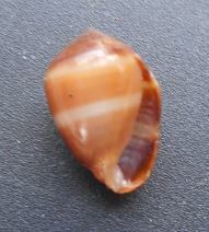 Melampus