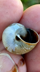 Helminthoglypta diabloensis