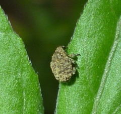 Acanthoscelidius acephalus